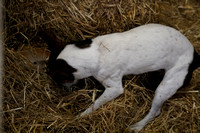 Jack Russell (3)