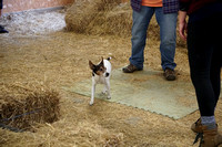 Jack Russell (1)