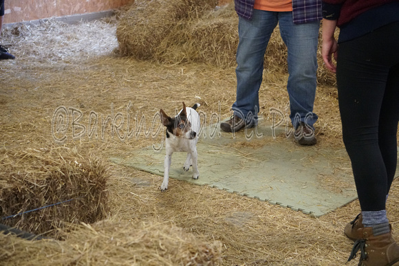 Jack Russell (1)