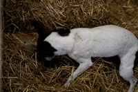 Jack Russell (4)